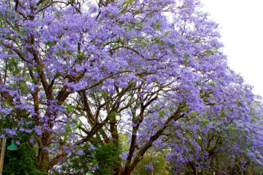 violet tree Jacaranda, growing in the province of Mpumalanga, South Africa clipart