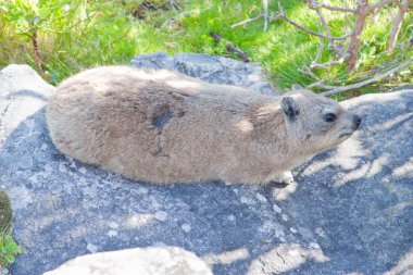 Cape Town, Güney Afrika 'daki masada yaşayan tehlikeli hayvan kemirgenleri.