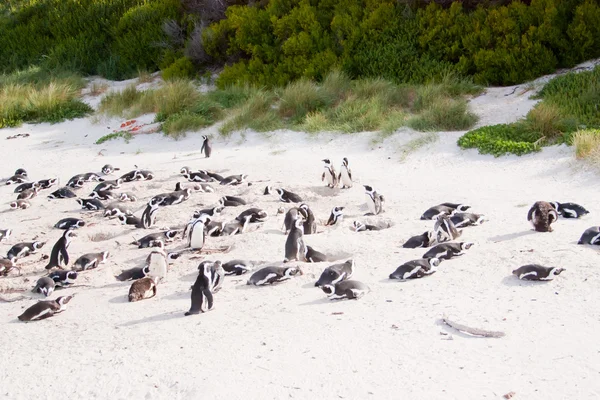 Familjen afrikanska pingviner i Kapstaden — Stockfoto