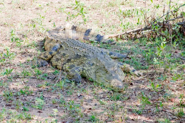 A kruger nemzeti park, Dél-afrikai Köztársaság-veszélyes afrikai krokodil. — Stock Fotó