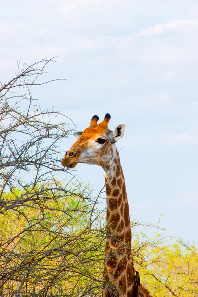 Graceful giraffe eating branch of the tree in national Kruger Park in South Africa — Φωτογραφία Αρχείου