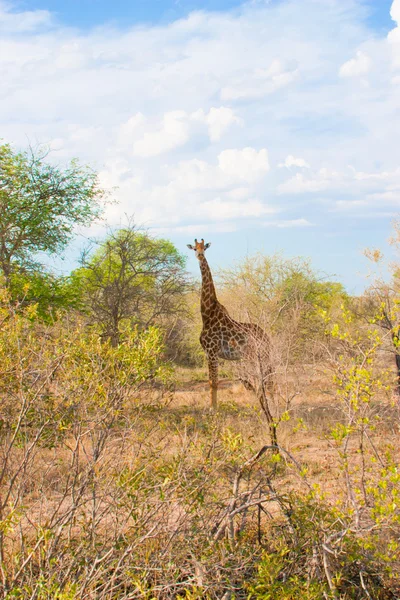 Paisaje africano y jirafa en el Parque Nacional Kruger en Sudáfrica —  Fotos de Stock