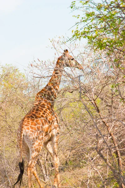 Graciosa girafa comer ramo da árvore no Parque Nacional Kruger, na África do Sul — Fotografia de Stock