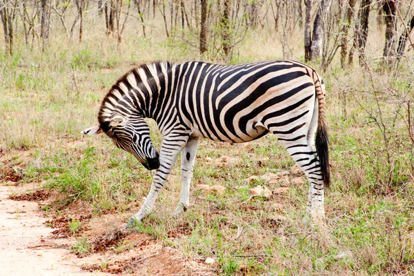 Zebra no parque nacional Kruger, África do Sul. — Fotografia de Stock
