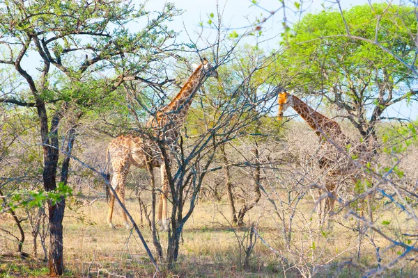 Graciosa girafa comer ramo da árvore no Parque Nacional Kruger, na África do Sul — Fotografia de Stock