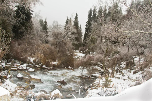 Pittoreska vinterlandskap av frysta träd och floden — Stockfoto