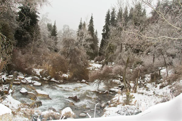 Picturesque winter landscape of frozen trees and river — Stock Photo, Image