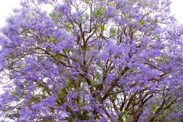 jacaranda violet tree