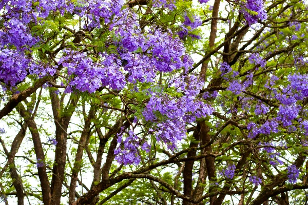 violet tree jacaranda violet tree jacaranda
