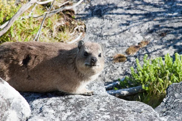 Dangerous animal rodent that lives on the table mountain in Cape Town, South Africa — Stock Photo, Image