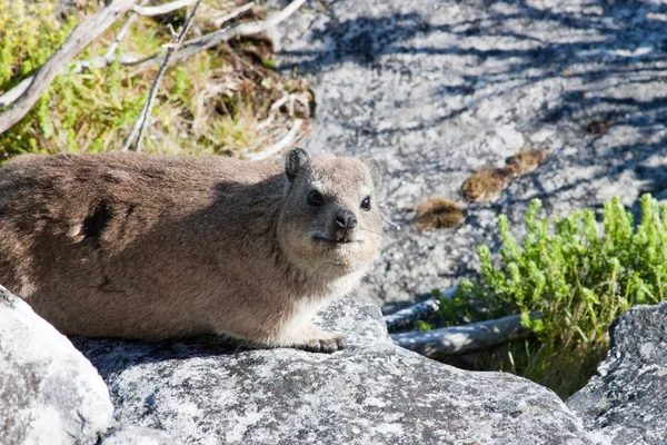 南アフリカのケープタウンのテーブル山に住む危険な動物のげっ歯類 — ストック写真