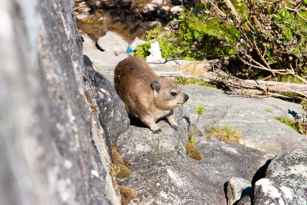Dangerous animal rodent that lives on the table mountain in Cape Town, South Africa — Stock Photo, Image