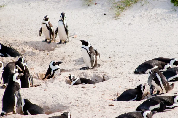 Familie Afrikaanse pinguïns in Kaapstad — Stockfoto