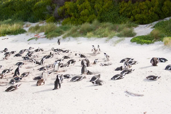 Familjen afrikanska pingviner i Kapstaden — Stockfoto