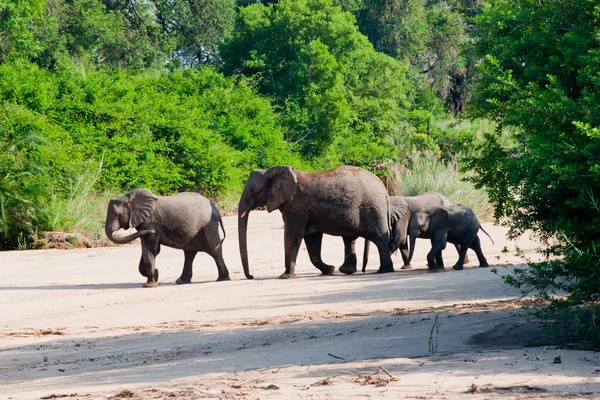 Herd of elephants come to drink in Africa Stock Image