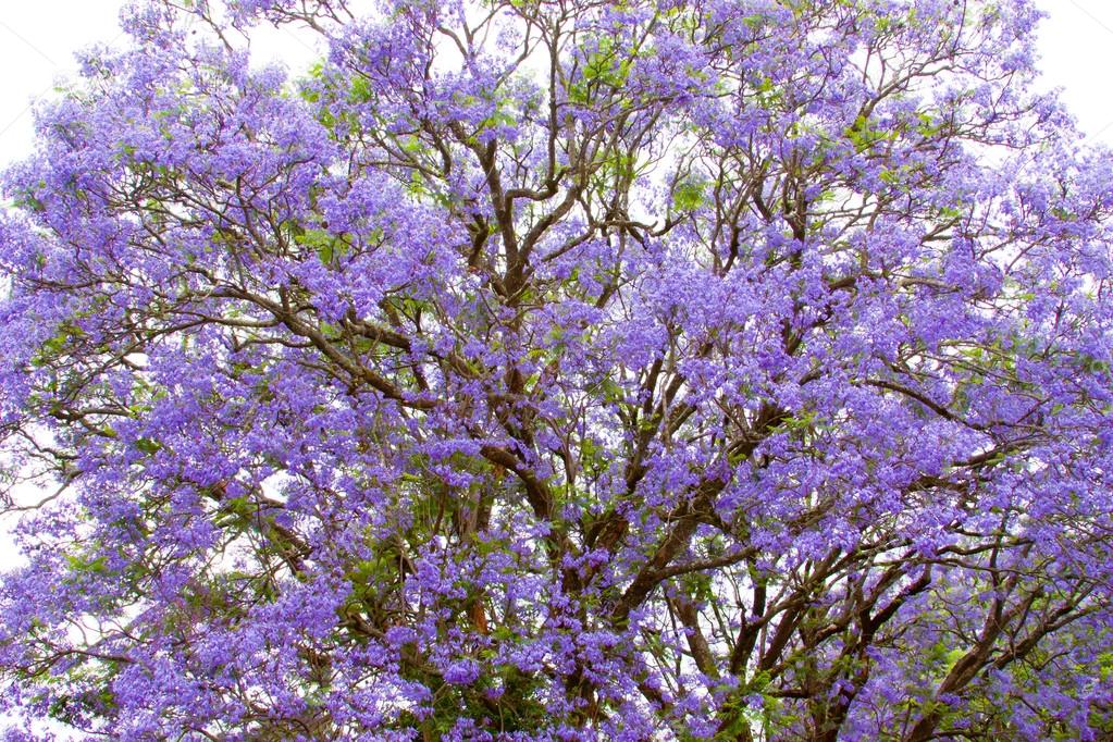 jacaranda violet tree jacaranda violet tree