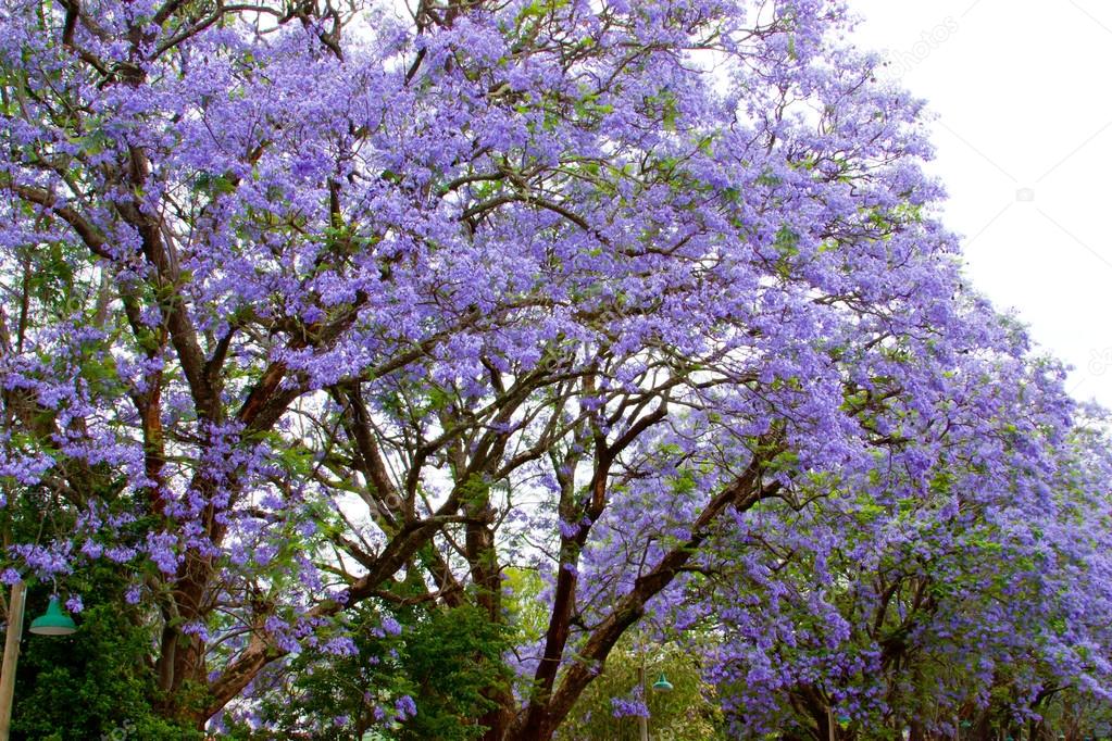 Violet tree Jacaranda, growing in the province of Mpumalanga, South