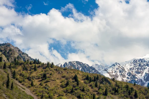 Nature of the fir and green mountains and blue sky in Almaty, Kazakhstan — Stock Photo, Image