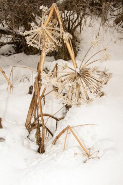 donmuş ağaçlar ve Nehri, Almatı, Kazakistan, Asya güzel kış manzarası