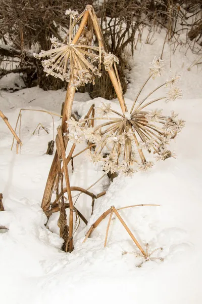 Paisagem de inverno pitoresca de árvores congeladas e rio, Almaty, Cazaquistão, Ásia — Fotografia de Stock