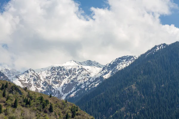 Druh jedle a zelené hory a modrá obloha v almaty, Kazachstán — Stock fotografie