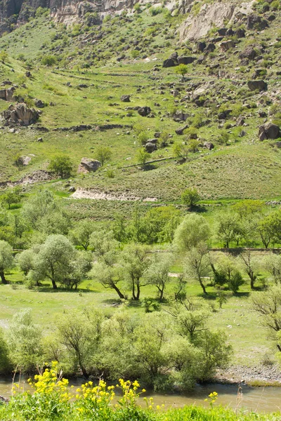 Naturaleza del abeto y montañas verdes en Almaty, Kazajstán —  Fotos de Stock