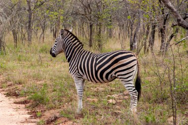 Wild çizgili zebra Ulusal kruger Park Güney Afrika, doğal temalı koleksiyonu arka plan, Güney Afrika ve yaban hayatı macera seyahat güzel doğa