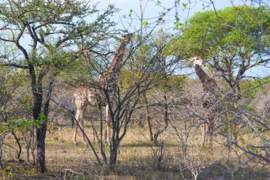 Two Wild Reticulated Giraffe and African landscape in national Kruger Park in UAR,natural themed collection background, beautiful nature of South Africa, wildlife adventure and travel clipart