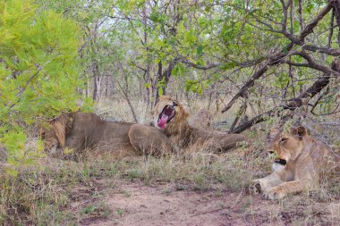 Aslanlar yaban gurur Ulusal kruger Park uar, doğal temalı koleksiyonu arka plan, Güney Afrika ve yaban hayatı macera seyahat güzel doğa