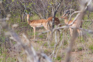 antilop Ulusal kruger Park uar, doğal temalı koleksiyonu arka plan, Güney Afrika ve yaban hayatı macera seyahat güzel doğa vahşi hayvan sürüsü