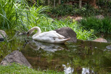 su birikintisi üzerinde beyaz bir kuğu. Sun city, Güney Afrika