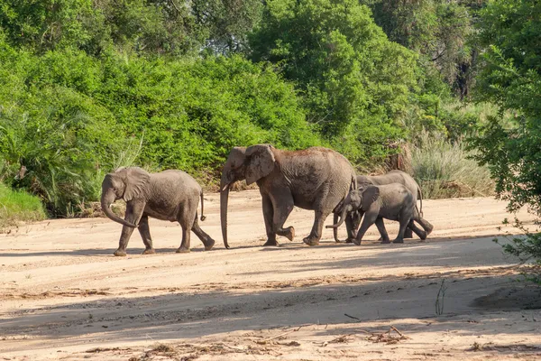 Troupeau sauvage d'éléphants viennent boire en Afrique dans le parc national Kruger à UAR, fond de collection thématique naturelle, belle nature d'Afrique du Sud, aventure animalière et Voyage — Photo