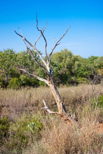Zuid-Afrikaanse landschap in uar, van kruger park — Stockfoto