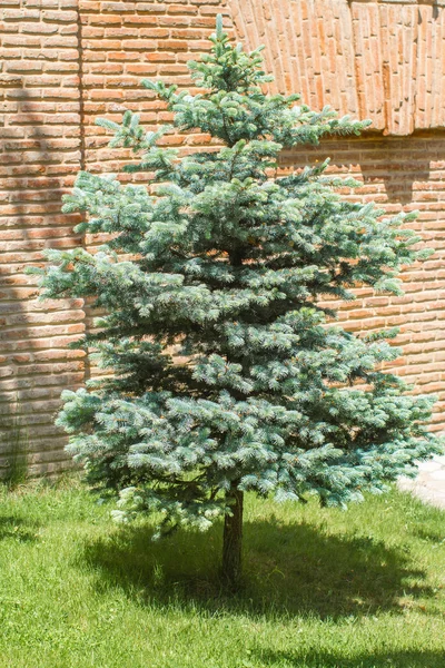 Fir trees on the street in Georgia at summer — Stock Photo, Image