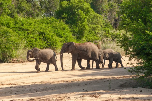 Manada silvestre de elefantes vienen a beber en África en el Parque Nacional Kruger en UAR, fondo de la colección temática natural, hermosa naturaleza de Sudáfrica, aventura de vida silvestre y viajes —  Fotos de Stock