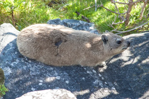 Animal Dassy on Table Mountain, Cape Town. South Africa — Stock Photo, Image