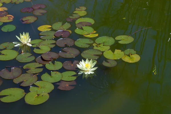 Flower water lily, Cape Town. South Africa — Stock Photo, Image