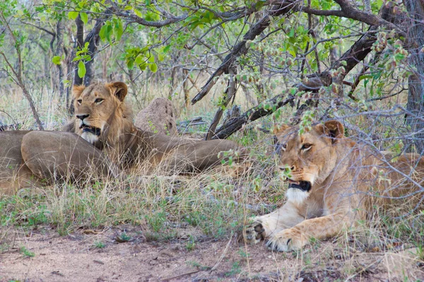 Дикі гордість левів в Національний парк Крюгера в УНБО, природні тематичні колекція фон, красивою природою, Південна Африка, диких пригод і подорожі — стокове фото