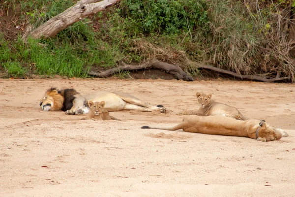 Orgullo salvaje de leones en el Parque Nacional Kruger en UAR, fondo de la colección temática natural, hermosa naturaleza de Sudáfrica, aventura de vida silvestre y viajes —  Fotos de Stock