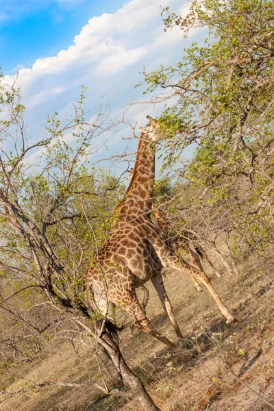 Wild Reticulated Giraffe and African landscape in national Kruger Park in UAR,natural themed collection background, beautiful nature of South Africa, wildlife adventure and travel — Stock Photo, Image