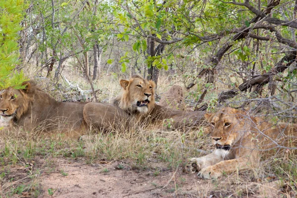 Vilda stolthet lejon i nationalparken kruger i uar, naturliga tema samling bakgrund, vackra naturen i Sydafrika, vilda äventyr och resor — Stockfoto