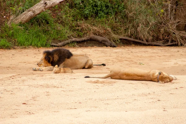 Vilda stolthet lejon i nationalparken kruger i uar, naturliga tema samling bakgrund, vackra naturen i Sydafrika, vilda äventyr och resor — Stockfoto