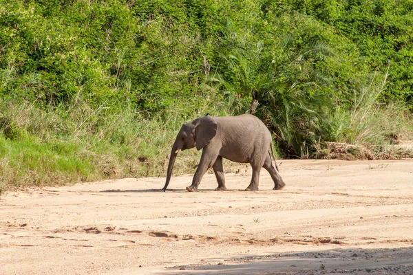 Éléphant sauvage venu boire en Afrique dans le parc national Kruger à UAR, fond de collection à thème naturel, belle nature d'Afrique du Sud, aventure animalière et Voyage — Photo