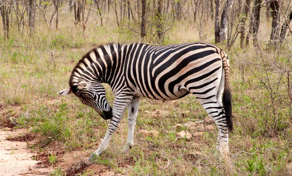 Wild striped zebra in national Kruger Park in South Africa, natural themed collection background, beautiful nature of South Africa, wildlife adventure and travel — стоковое фото