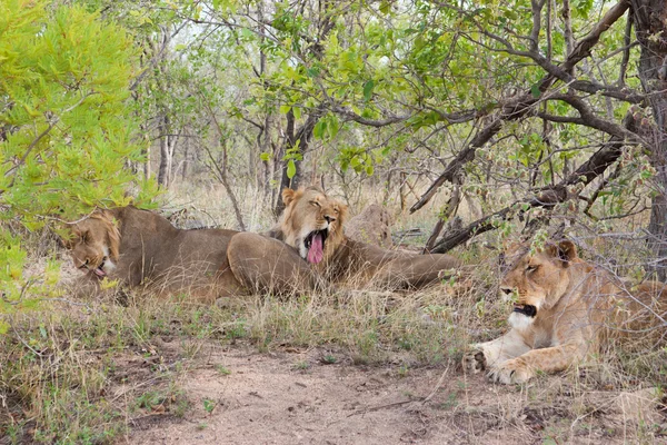 Vilda stolthet lejon i nationalparken kruger i uar, naturliga tema samling bakgrund, vackra naturen i Sydafrika, vilda äventyr och resor — Stockfoto