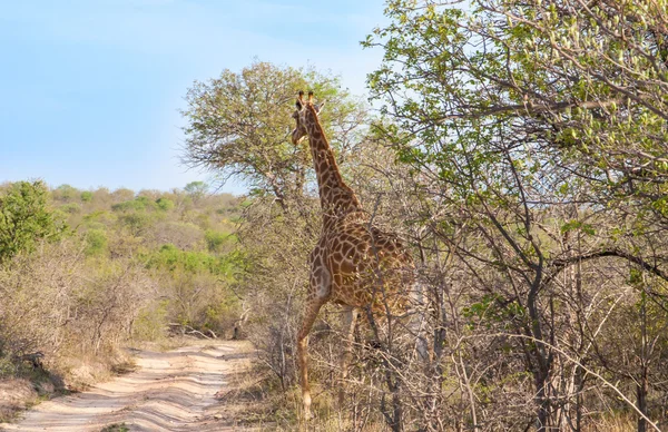 Jirafa Reticulada Salvaje y paisaje africano en el Parque Nacional Kruger en UAR, fondo de la colección temática natural, hermosa naturaleza de Sudáfrica, aventura de vida silvestre y viajes —  Fotos de Stock