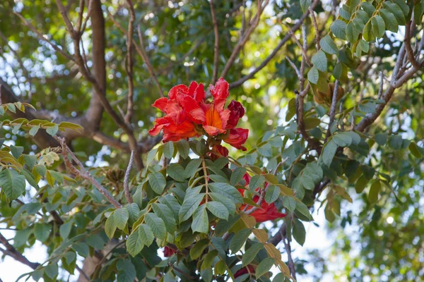 Flor vermelha na árvore no parque. Cidade do Cabo, África do Sul — Fotografia de Stock