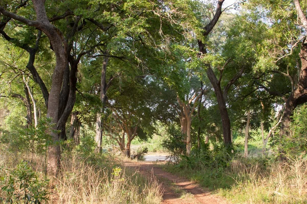 Paisagem sul-africana em UAR, parque de Kruger — Fotografia de Stock