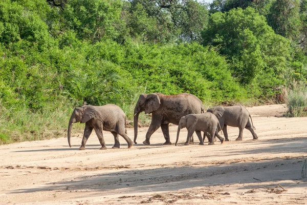 Wild herd of elephants come to drink in Africa in national Kruger Park in UAR,natural themed collection background, beautiful nature of South Africa, wildlife adventure and travel Stock Photo