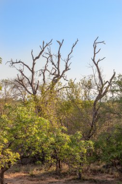 uar, kruger park'ın Güney Afrikalı manzarada